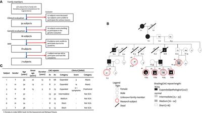 Brain MRI Volumetry Analysis in an Indonesian Family of SCA 3 Patients: A Case-Based Study